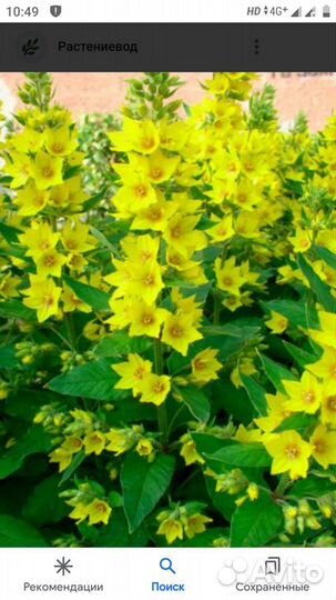 Хоста. энотера, вербеник