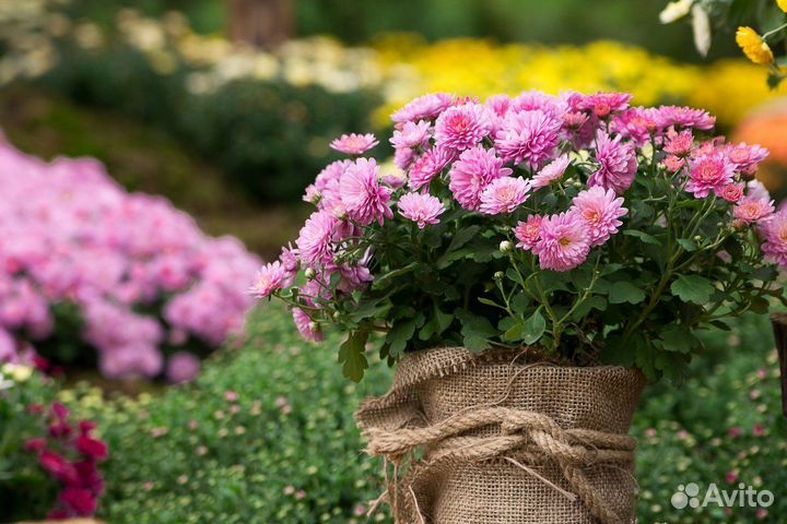 Рассада Цветов