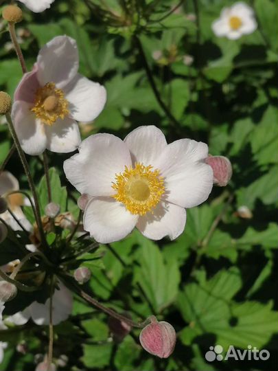 Анемона японская, многолетник, цветок для сада