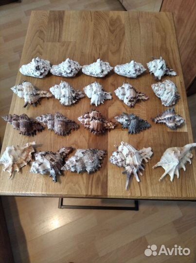 Морские ракушки раковины