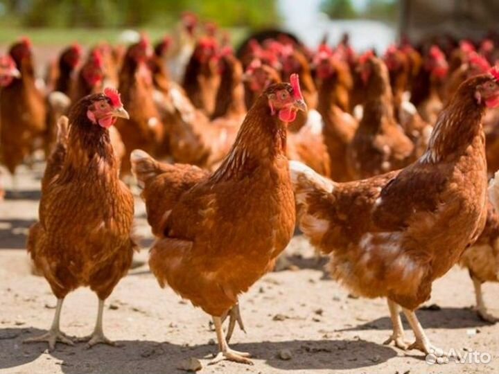 Куры несушки
