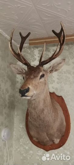 Чучело оленя