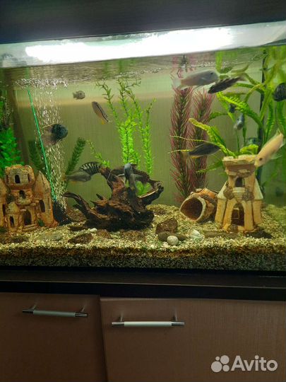 Приобретение аквариума