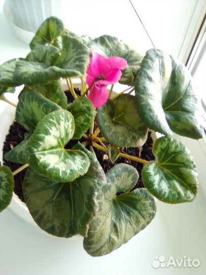 Комнатные цветы