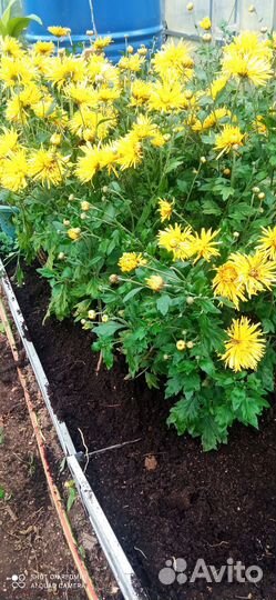 Хризантема желтая, Ф12см