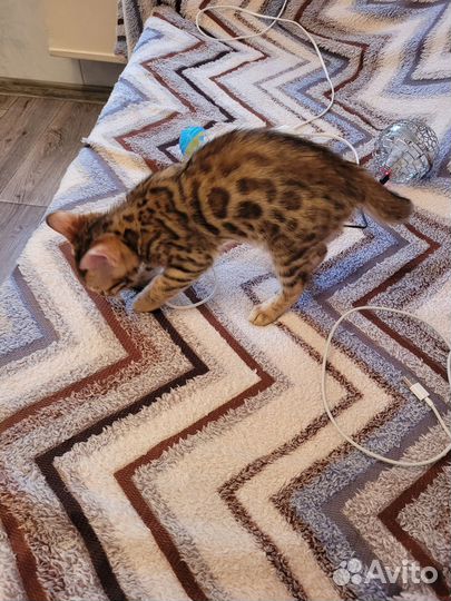 Бенгальская кошка