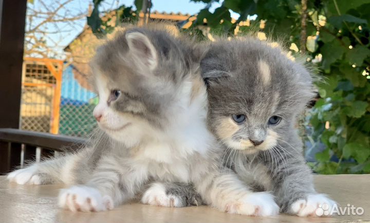 Шотландские малыши котята