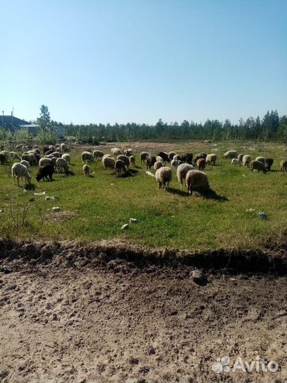 Овцы и Бараны