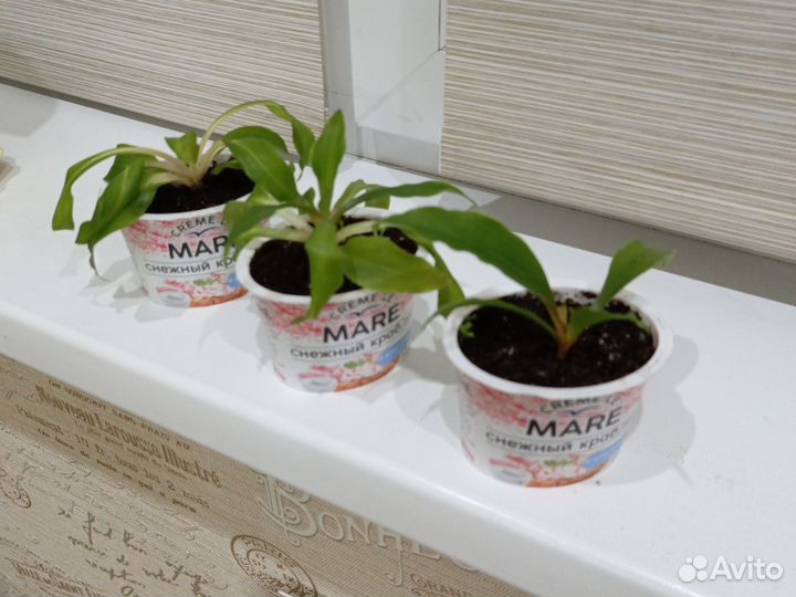 Хлорофитум грин оранж