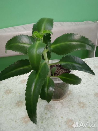 Комнатные цветы и растения