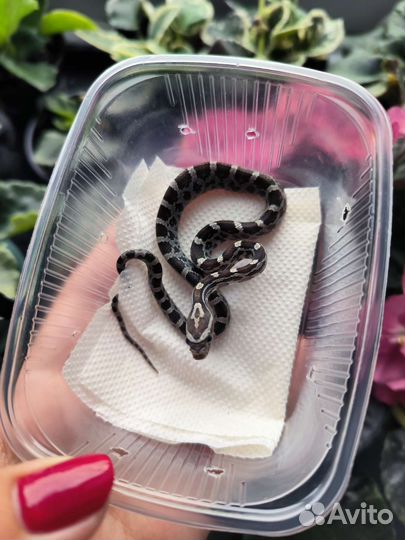 Маисовый полоз