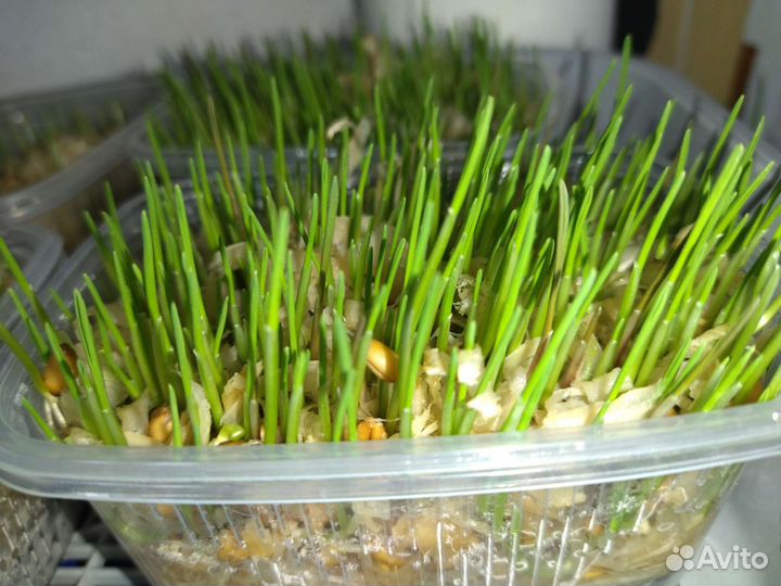 Трава для животных (кошек, собак, попугаев и тд.)