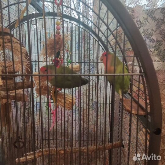 Попугаи Неразлучники