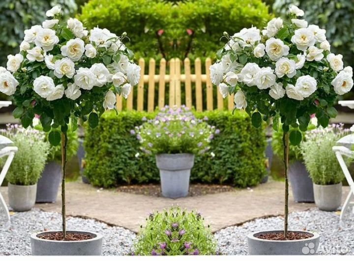 Роза на штамбе