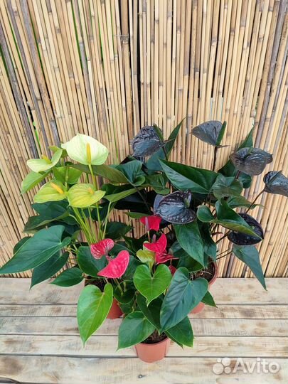 Аглаонема комнатные растения