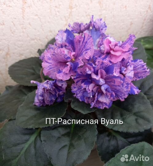 Фиалки сортовые (детки)