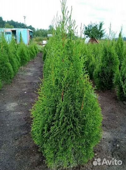 Туя брабант