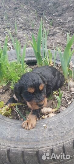 Русский спаниель