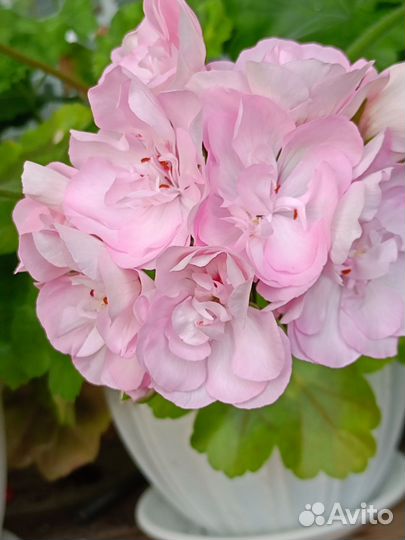 Пеларгония герань