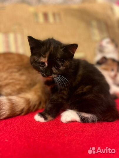 Котенок бесплатно