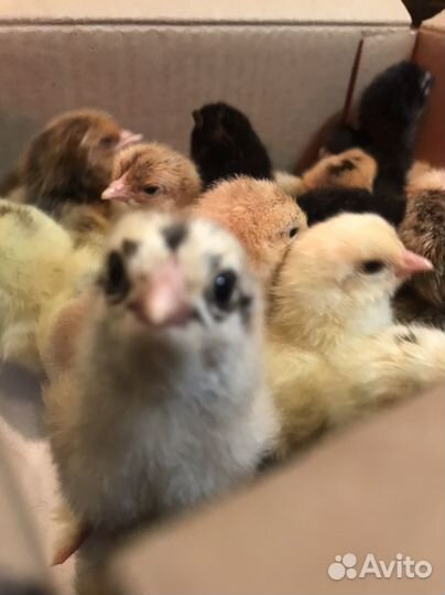 Цыплята Брама суточные, недельные, 2 недели