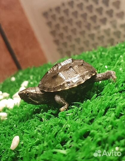 Мускусная черепаха