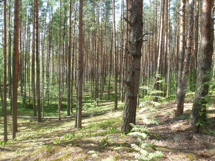 Участок 18 сот. (ИЖС)