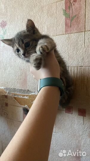 Кошка в дар