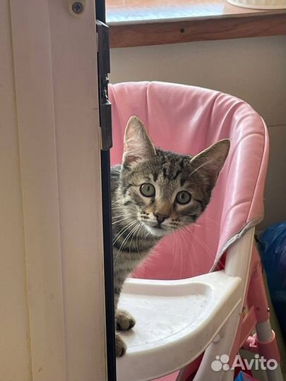 Кот мальчик