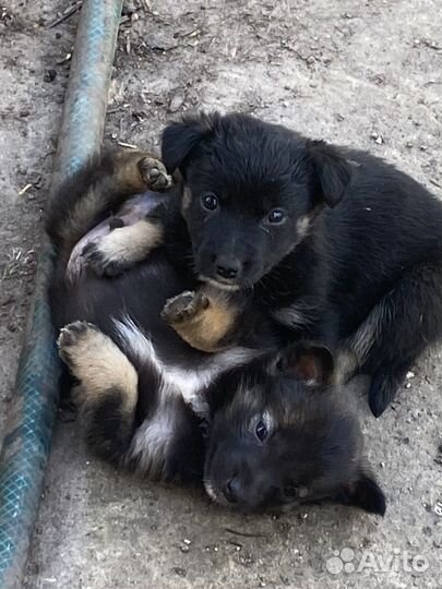 Щенки в добрые руки