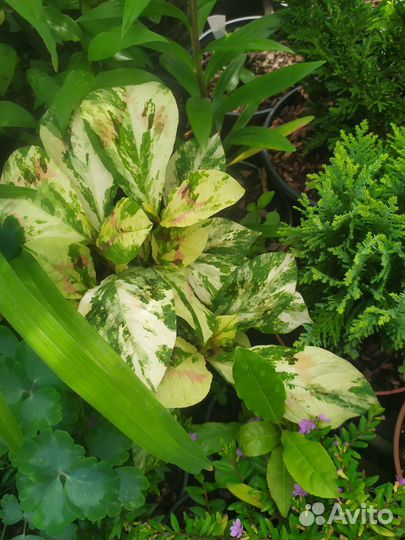 Эдельвейсы