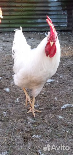 Куры И петухи