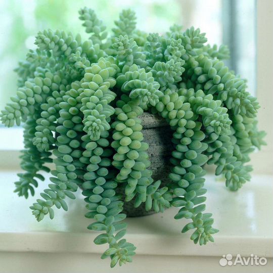 Седум Буррито