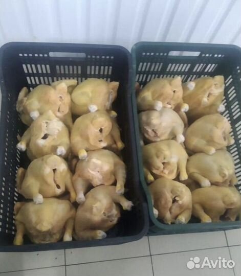 Мясо птицы оптом домашней