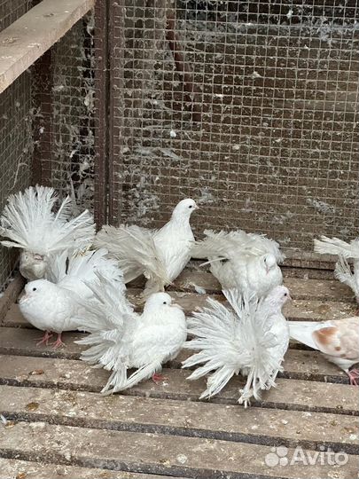 Продажа голубей