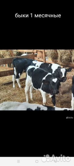 Быки 3месяца