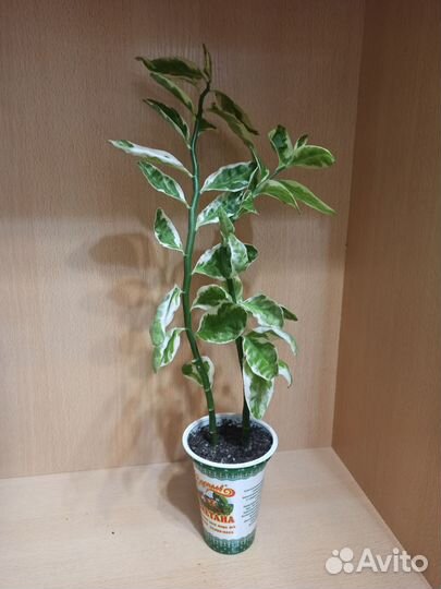 Педилантус