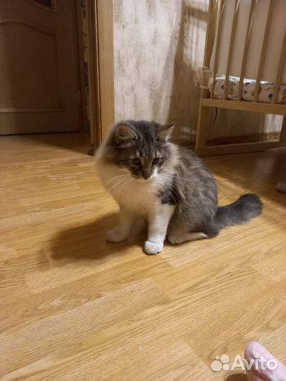 Найден котик