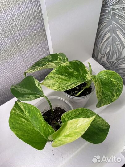 Эпипремнум марбл квин