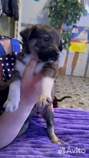 Собаки щенки бесплатно