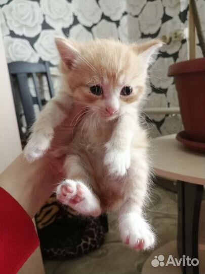 Котята в добрые руки бесплатно