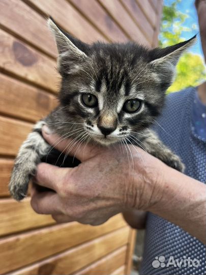 Котята бесплатно