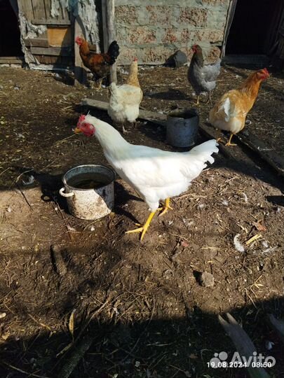 Домашние Петушки