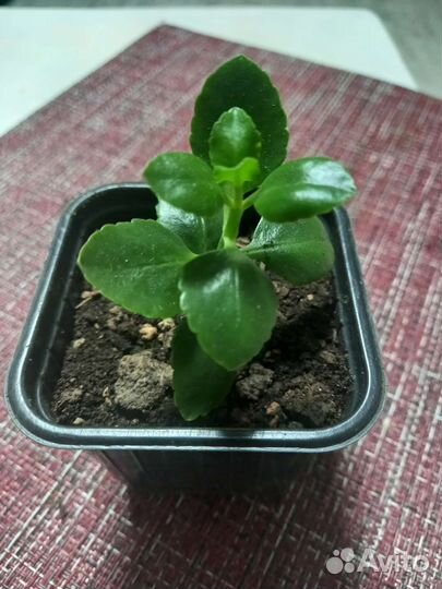 Каланхоэ Блоссфельда