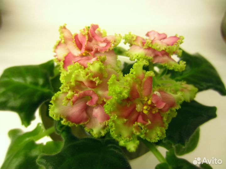 Сортовые коллекционные фиалки