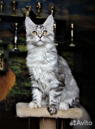 Кошки