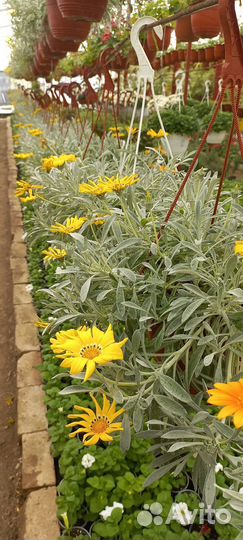 Растения цветы для сада