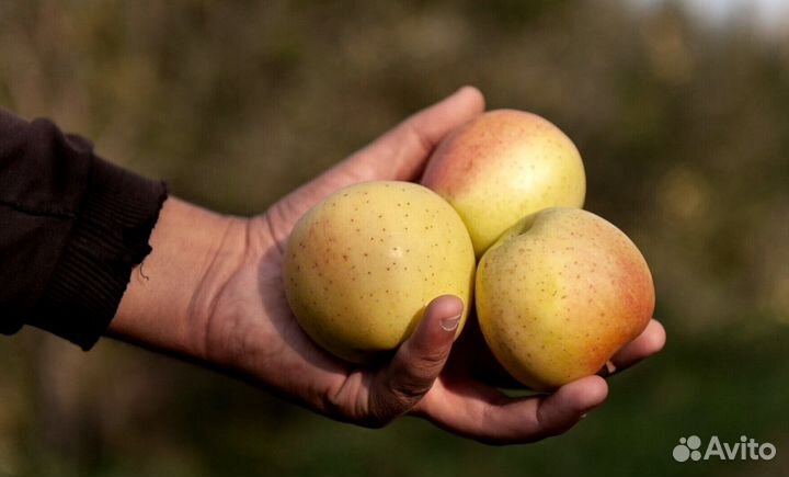 Сборщик яблок с проживанием