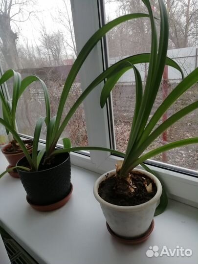 Комнатные цветы лилии и алоэ и горшки