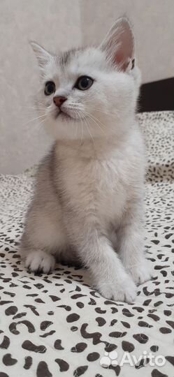 Британская шиншилла серебро